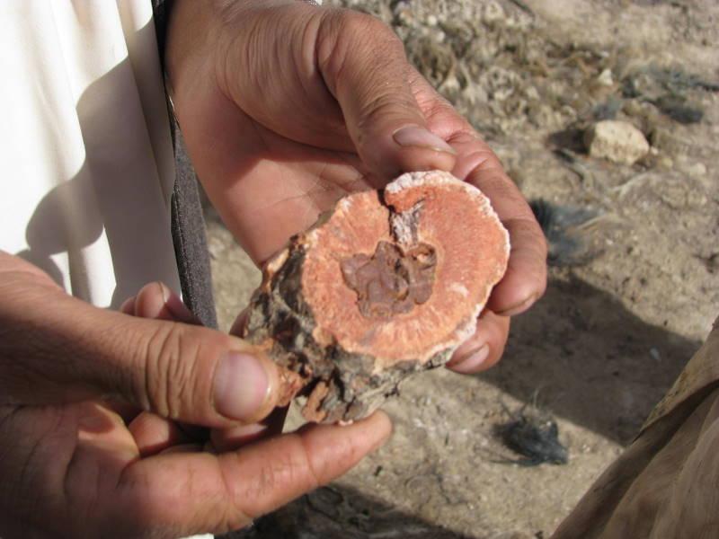 Eine wichtige Zutat für den natürlichen Gerbeprozess (chromfrei) in Afghanistan ist die Rhabarberwurzel.