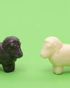 black or white sheep from sheep milk